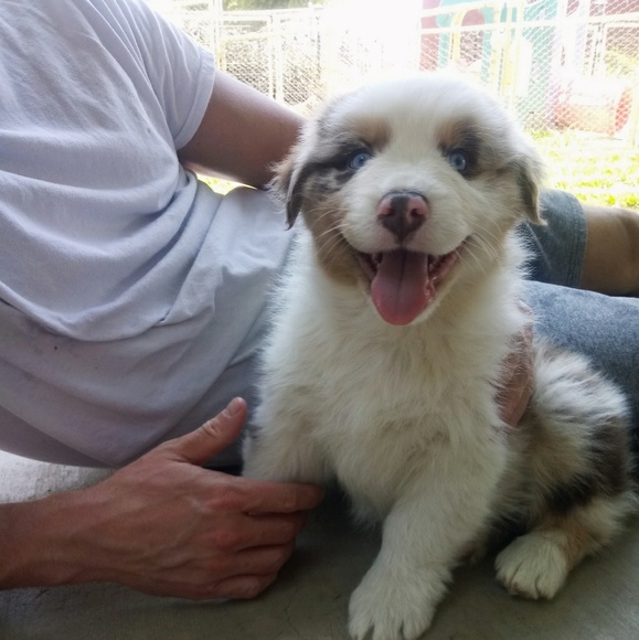 Meet your Posher, Abby - Picture 3 of 8